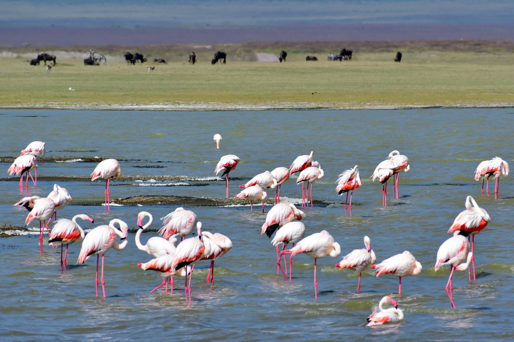 Ngorongoro Crater